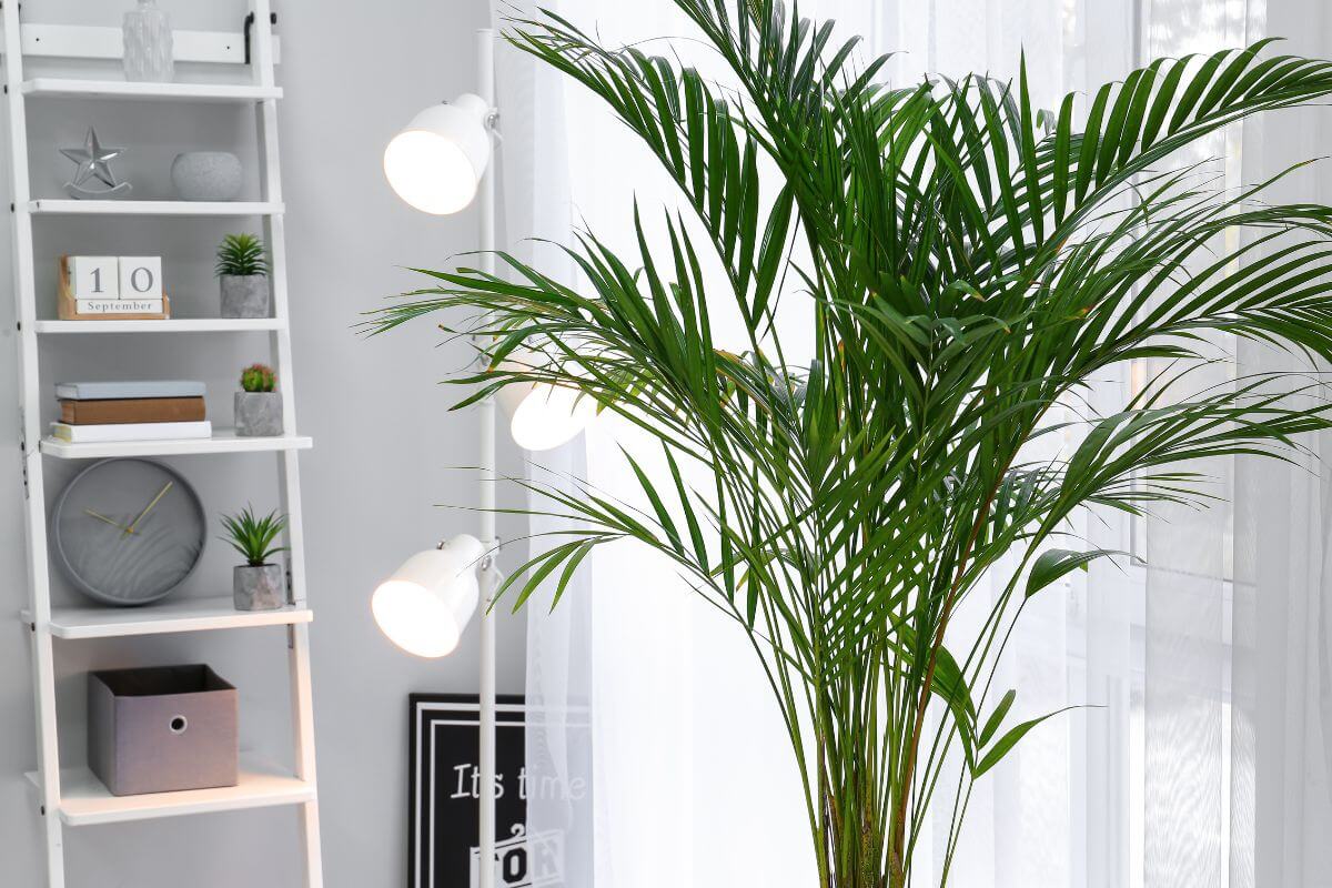 An areca palm in a white room, placed next to white curtains and indoor lights.