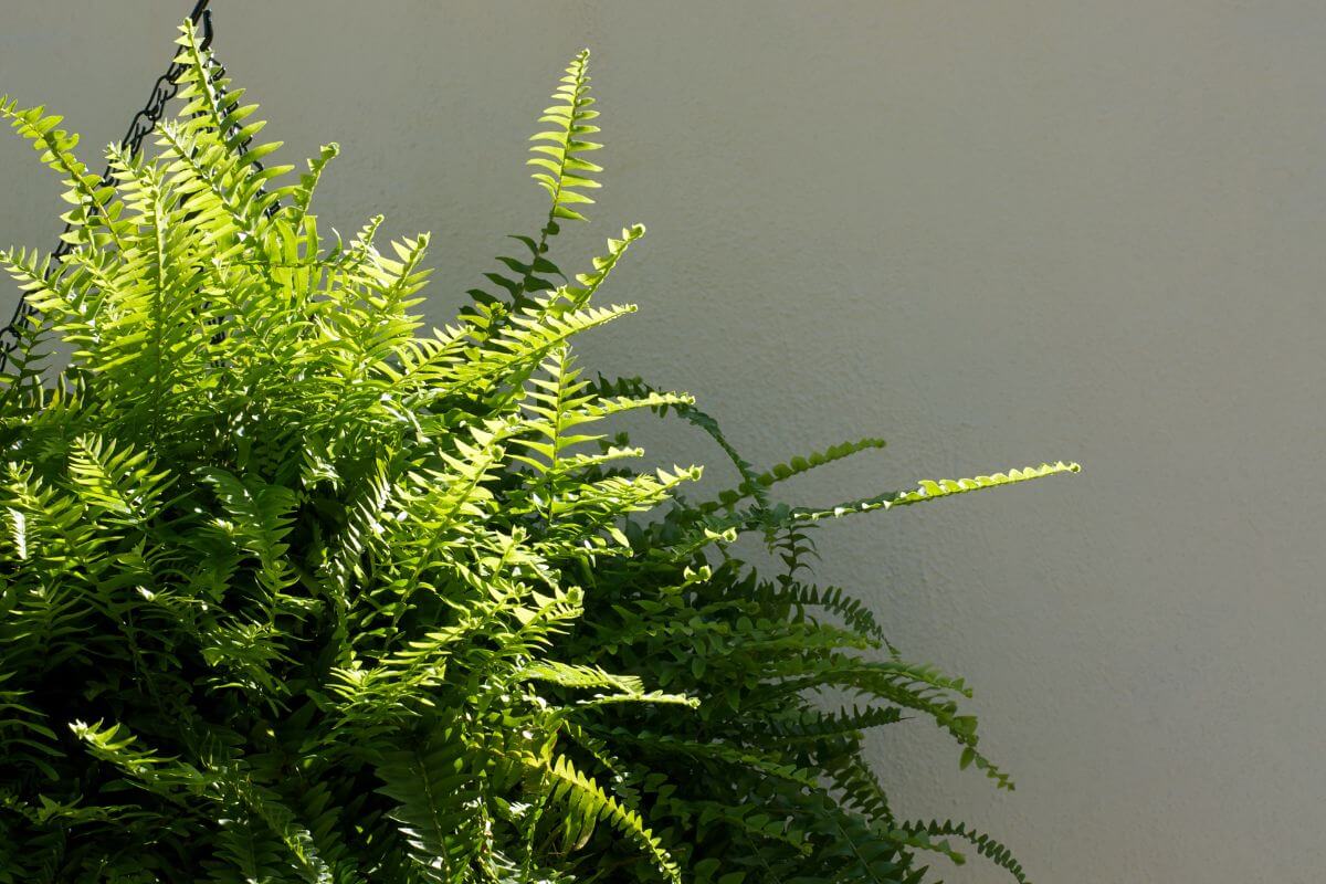 Boston fern with long, arching fronds cascades from a hanging basket set against a plain off-white wall, illuminated by bright sunlight.