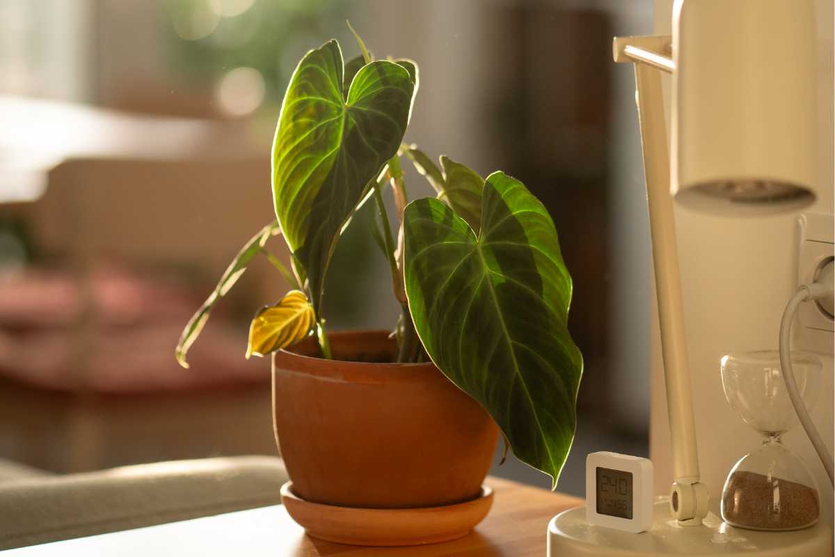 A potted philodendron melanochrysum with large, green leaves sits on a wooden table in a sunlit room. 