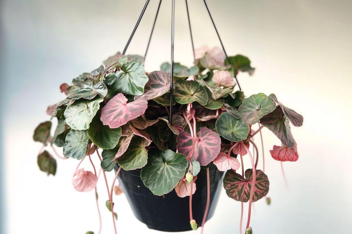 A black hanging pot contains a lush Strawberry Begonia plant. The large, textured leaves exhibit various shades of green and pink patterns. Some strawberry begonia leaves and stems cascade over the sides.