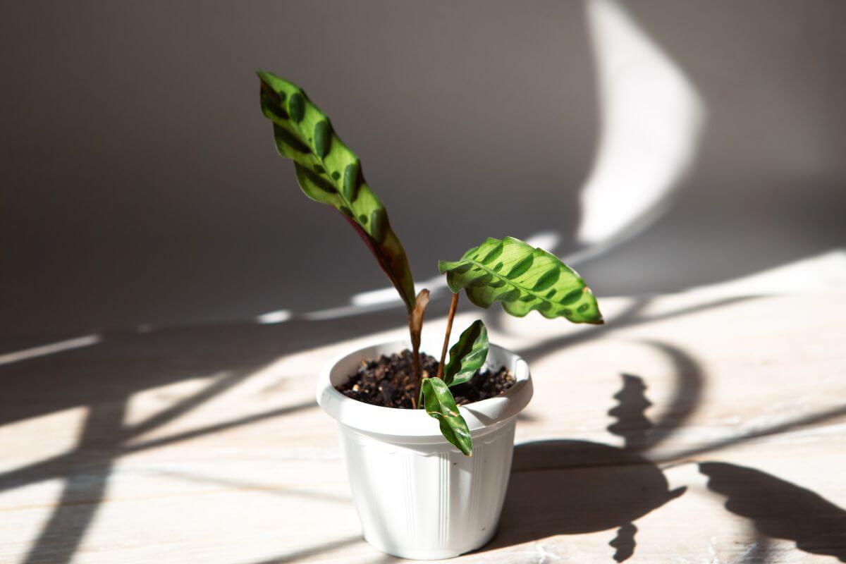 A small, striped green calathea plant with two leaves in a white pot sits on a sunlit wooden surface. 