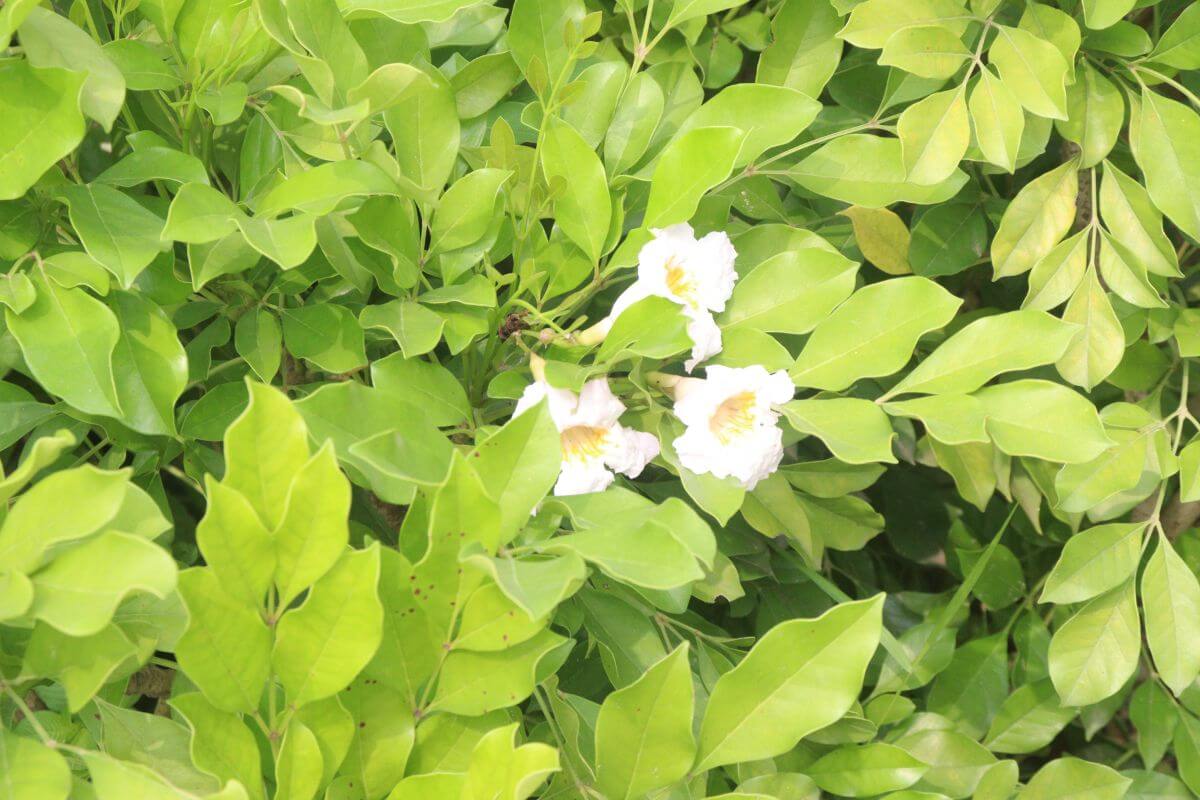 A dense, leafy green China doll plant with small branches. Nestled among the leaves are a few delicate, white flowers in full bloom, standing out against the rich green foliage. 