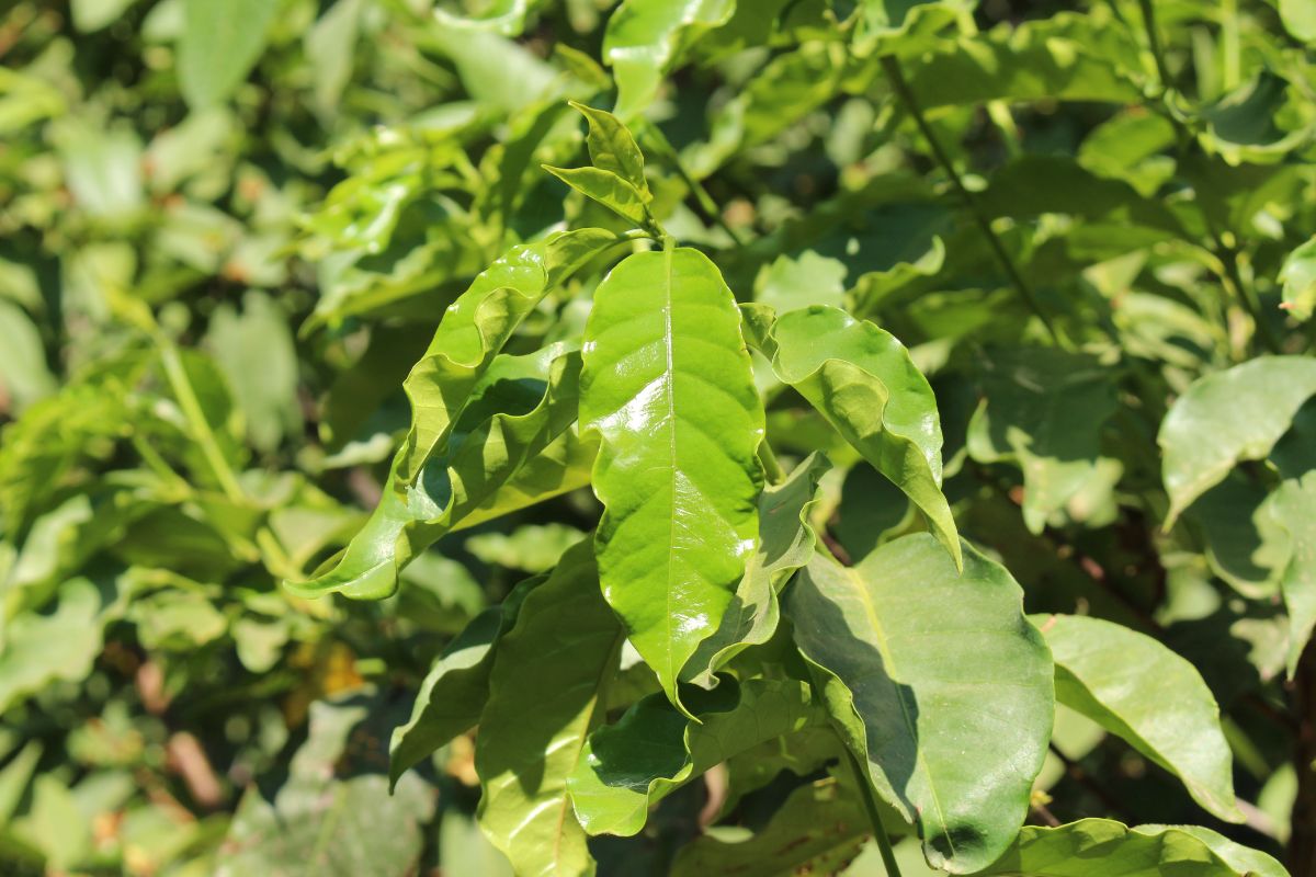 Green, glossy leaves of a coffee plant, showcasing a mixture of mature and new growth. The elongated leaves with slightly wavy edges are bathed in sunlight, highlighting their vibrant green color.