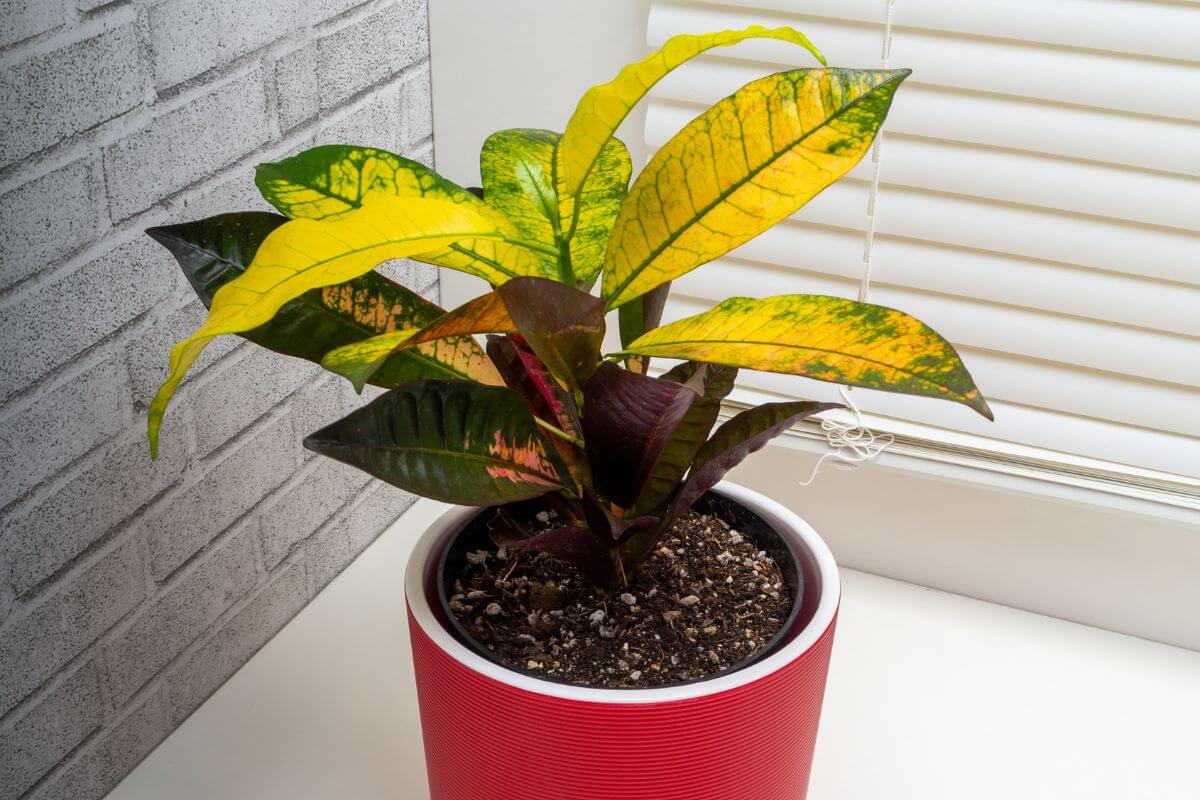 A colorful croton plant with yellow, green, and dark red leaves is potted in a red container.