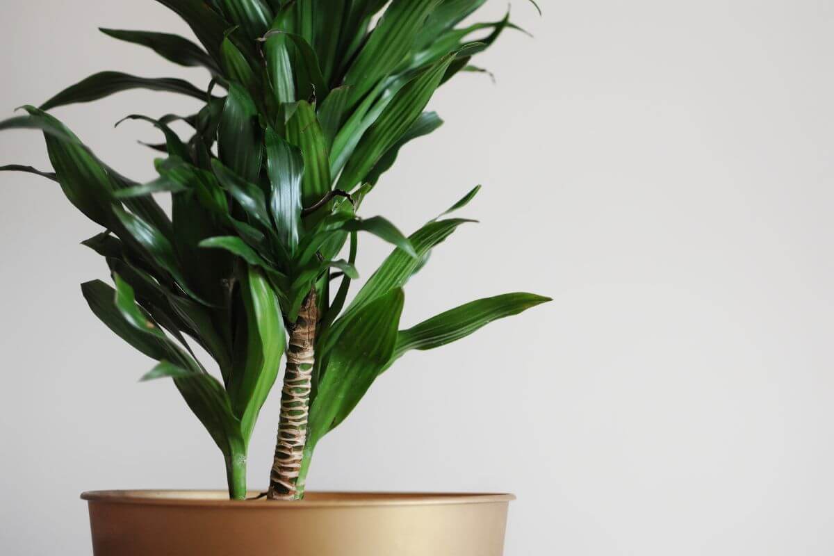 A close-up view of a potted dracaena fragrans with long, glossy, green leaves.