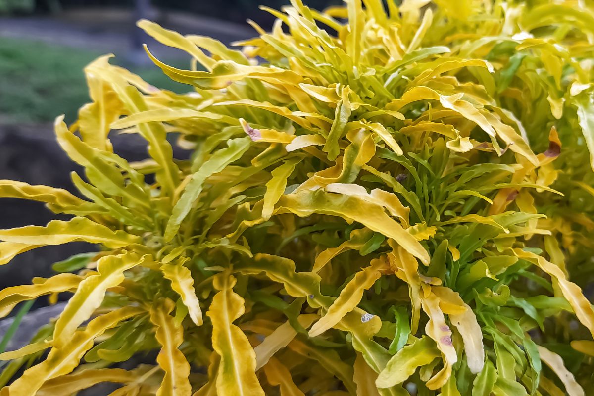 A close-up image of a false aralia plant with long, narrow, yellow and green leaves.