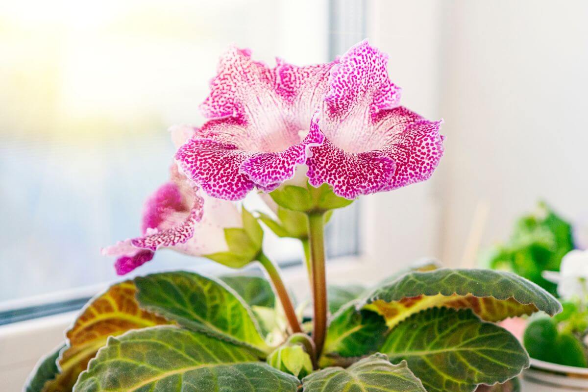 A close-up of pink gloxinia flowers with speckled patterns on their petals.