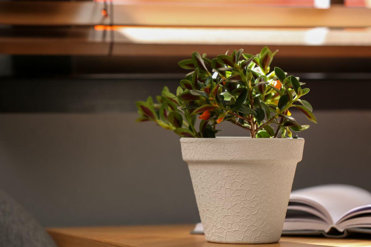 A goldfish plant with green and red-tipped leaves sits on a wooden table next to an open book.