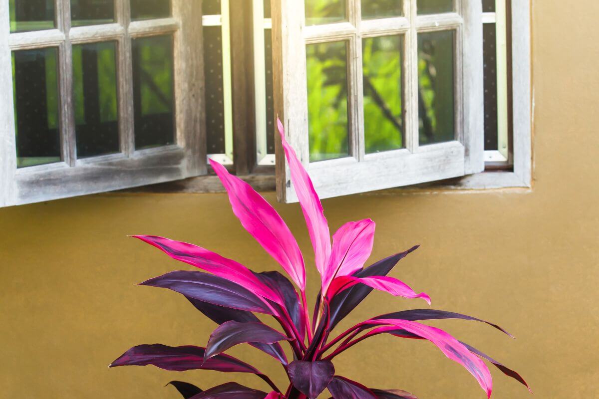 A potted hawaiian ti plant with vibrant pink and dark purple leaves sits in front of a mustard-colored wall with two open windows.