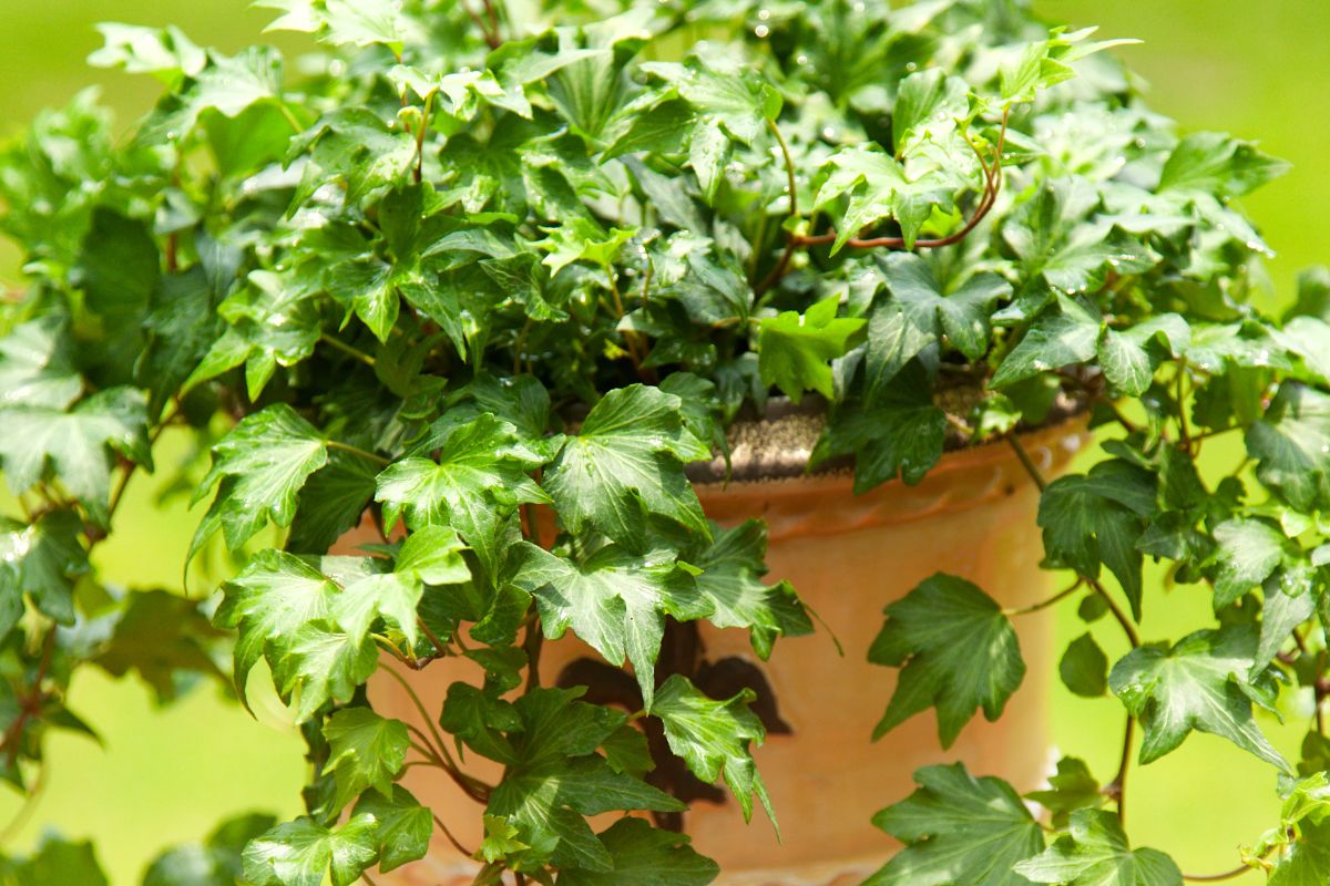 A lush ivy plant with vibrant green leaves spills over the edges of a terracotta pot.