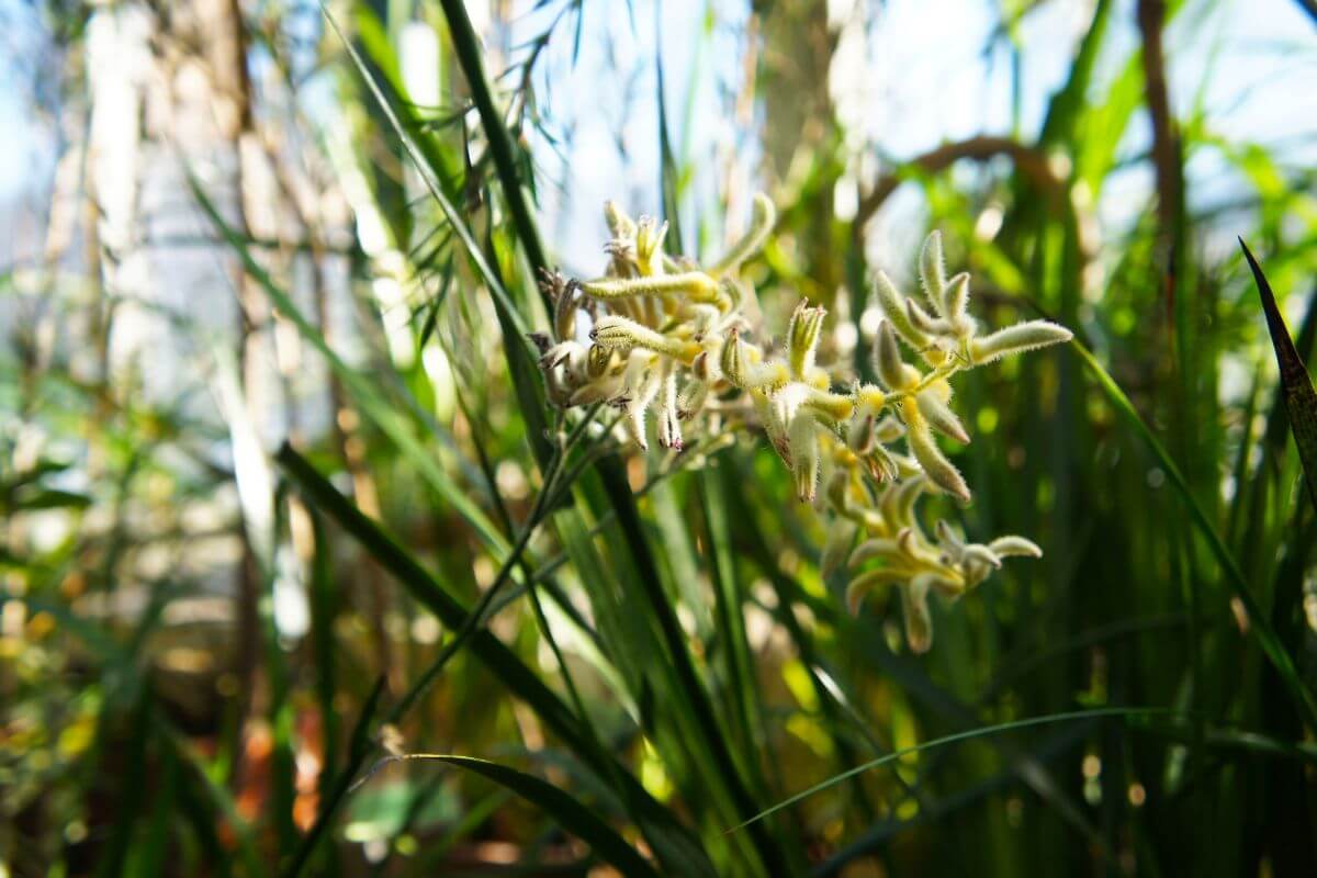 Close-up of a cluster of small, cream-colored kangaroo paw flowers among tall green grass.