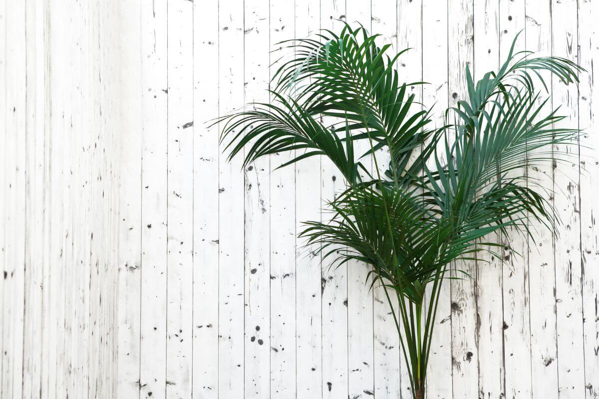 A slender green kentia palm stands against a distressed white wooden wall.