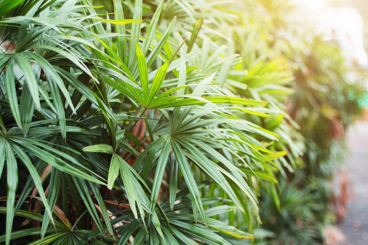 Close-up view of lush, green lady palm leaves with sunlight filtering through in the background.