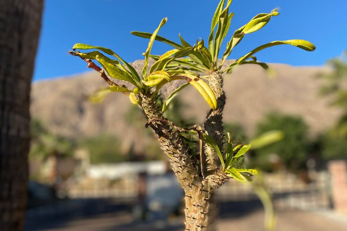 Close-up of a Madagascar palm with green leaves, a spiky and textured stem, and blurred mountains and foliage in the background under a clear blue sky.