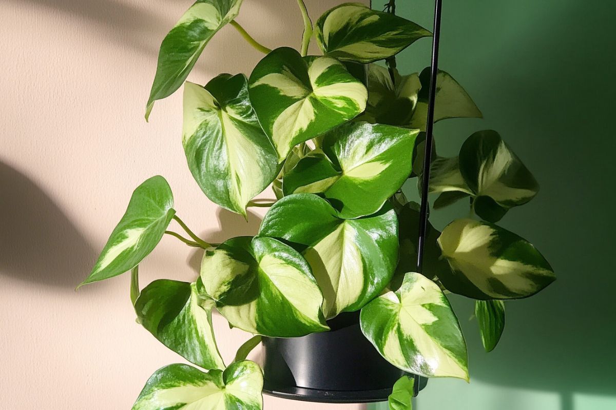 A lush potted manjula pothos plant with vibrant green leaves featuring creamy yellow variegation hangs from a black planter.