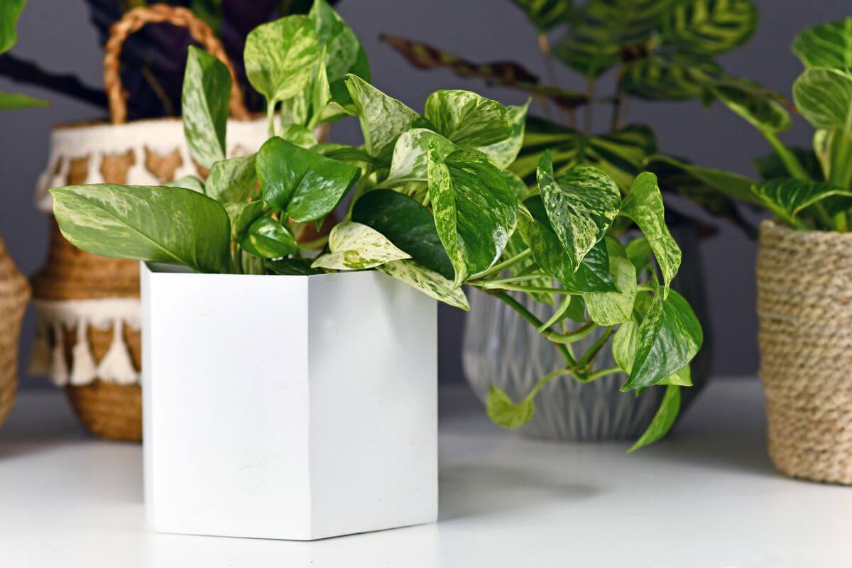 A marble queen pothos with green and white leaves sits in a white geometric planter on a white surface.