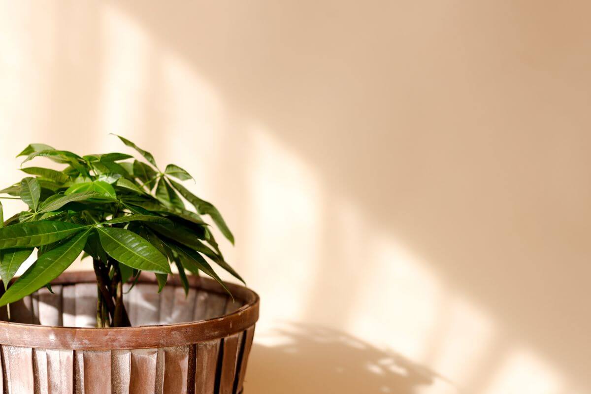 A small green money tree plant with broad leaves sits in a wooden basket-style pot placed against a beige wall.