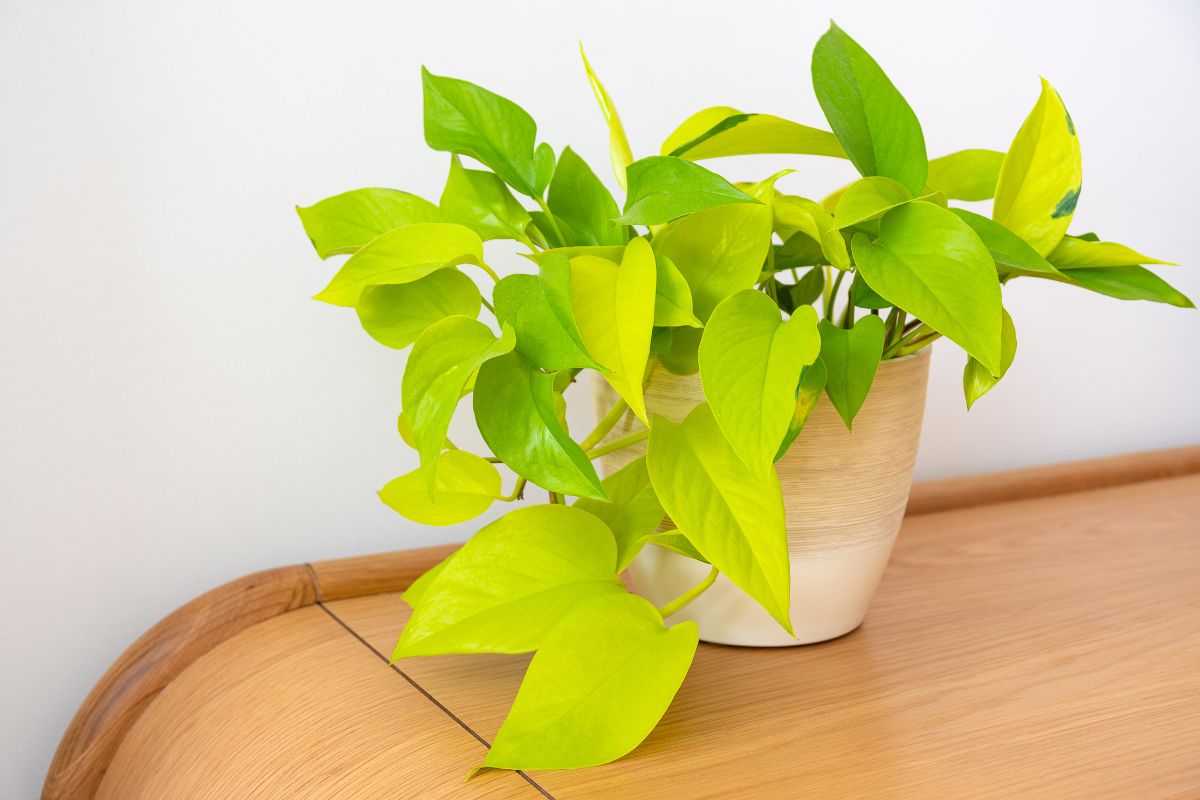 A lush, green neon pothos with vibrant leaves is growing in a beige pot placed on a light wooden surface.