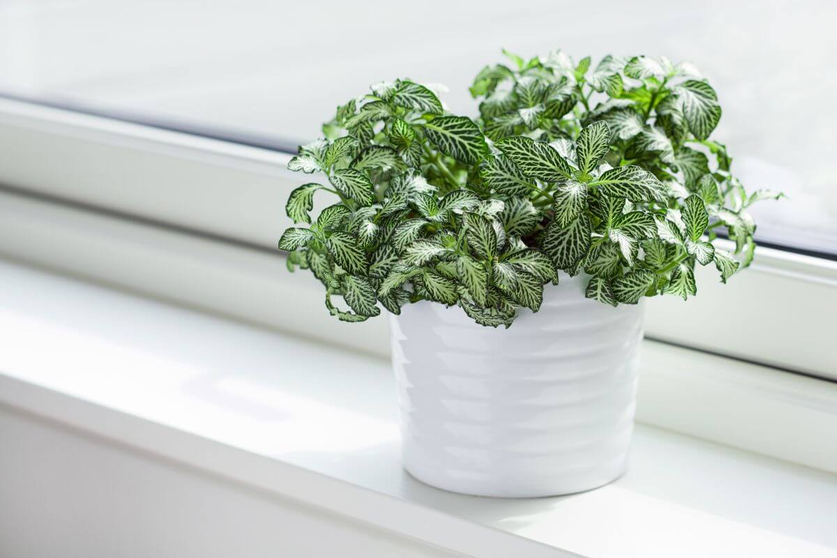 A small nerve plant with green and white-veined leaves placed in a glossy white pot on a windowsill.