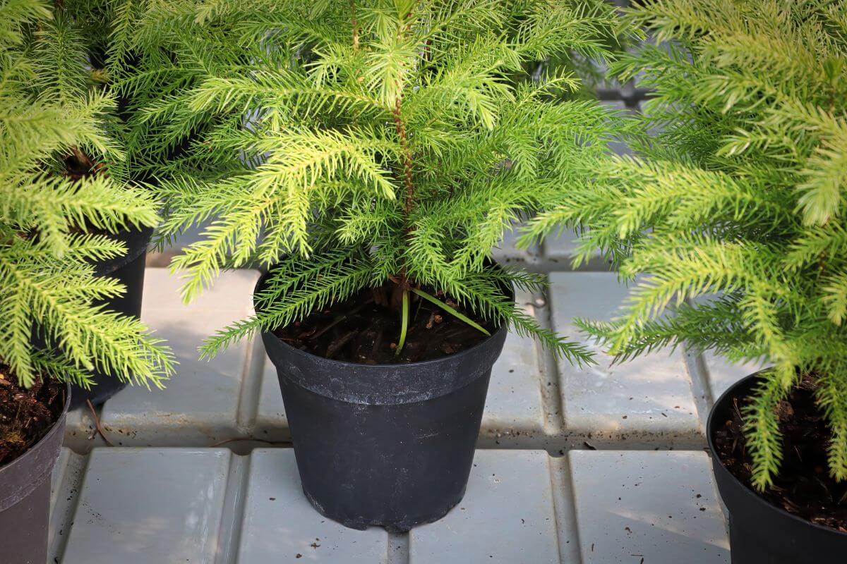 Close-up image of a small Norfolk Island Pine in a black plastic pot on a tiled floor.