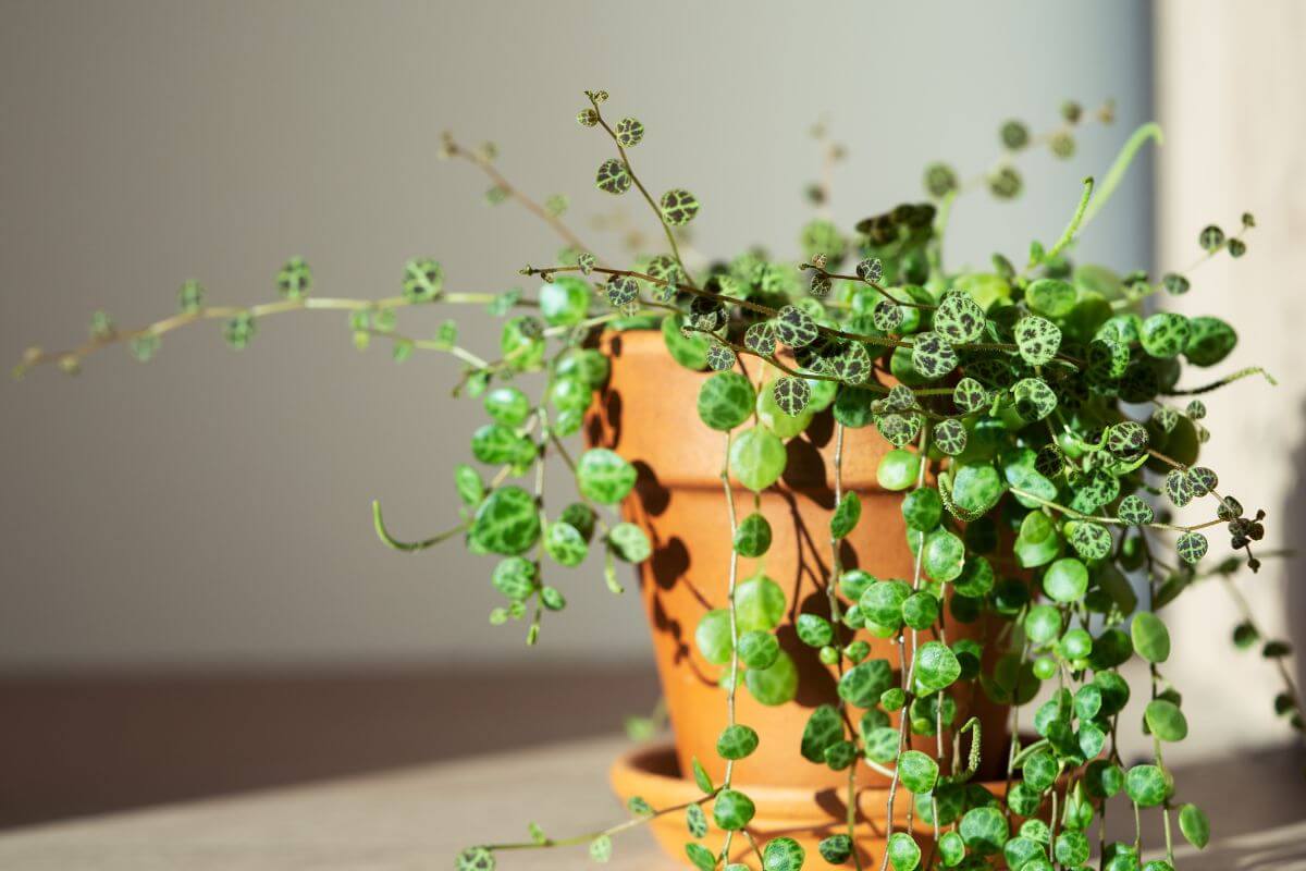 A Peperomia plant with heart-shaped green leaves, growing in a terracotta pot on a light-colored surface.