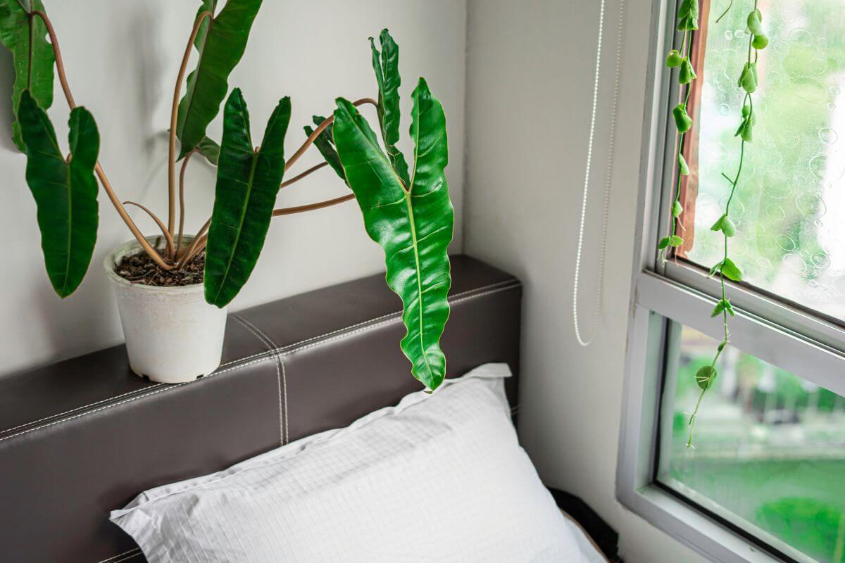 A white pot containing a tall, leafy green philodendron billietiae sits on a brown shelf against a white wall.