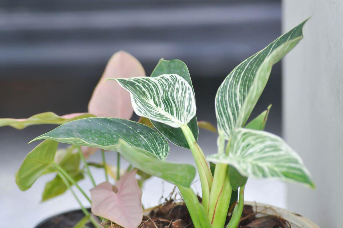 A close-up of a philodendron birkin with green and white variegated leaves.