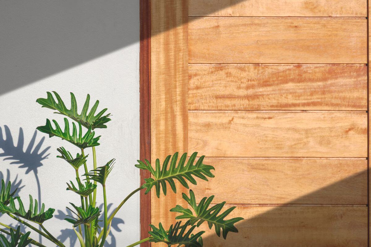 A potted Philodendron Xanadu with large, lobed green leaves casts shadows on a light gray wall next to a wooden door.