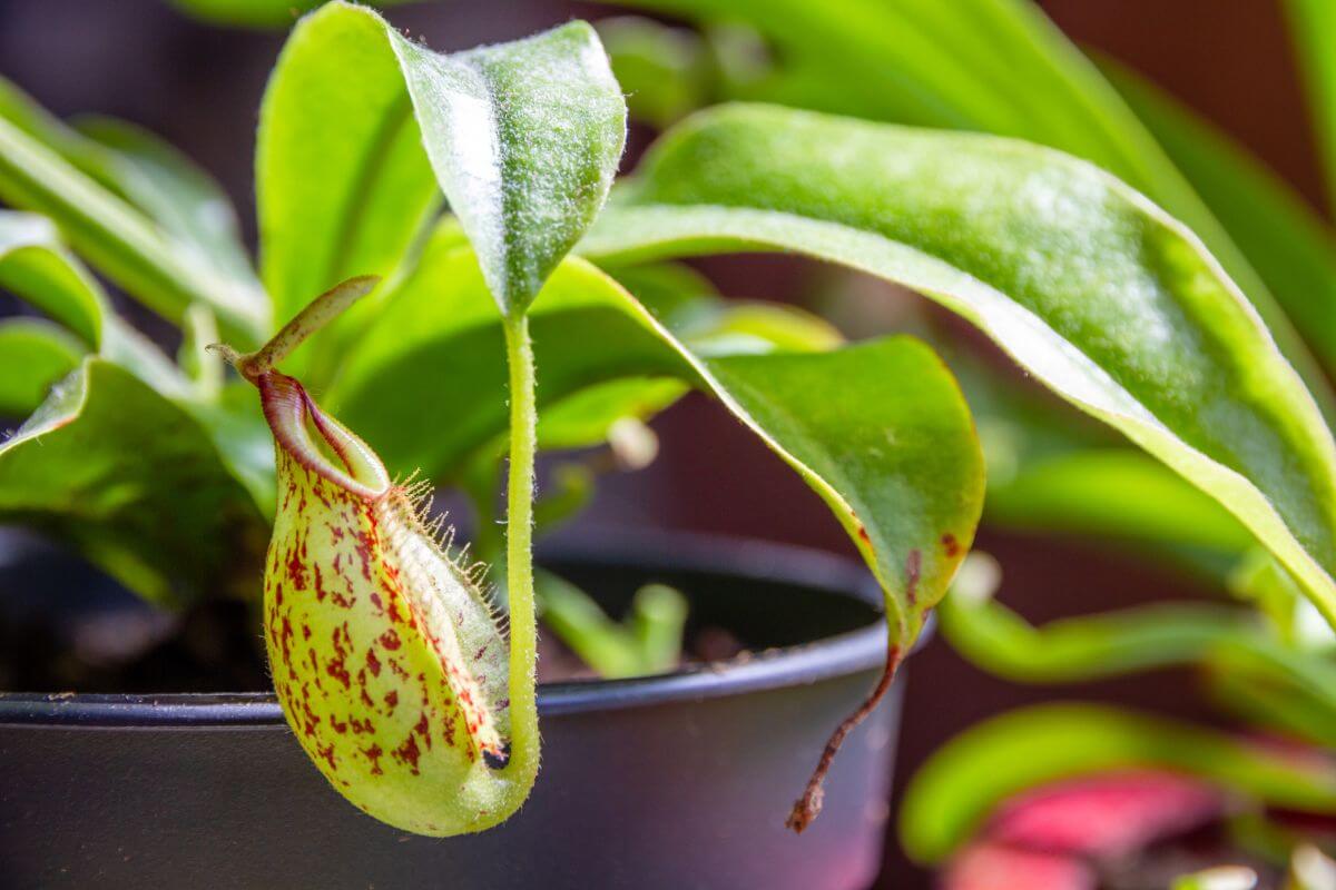 Close-up of a green pitcher plant with a speckled red-and-yellow pitcher hanging from its leaf.