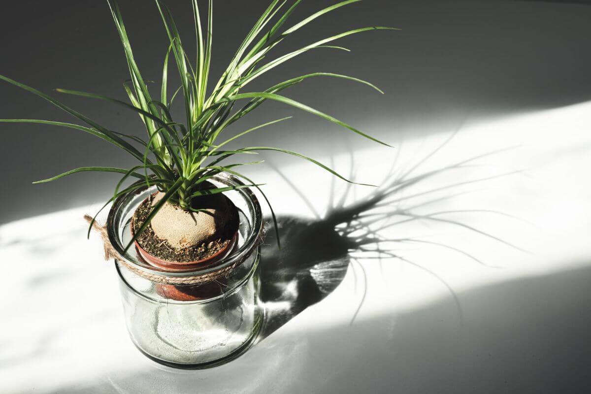 A small ponytail palm with long, thin leaves grows out of a bulb-like base, placed in a clear glass jar.