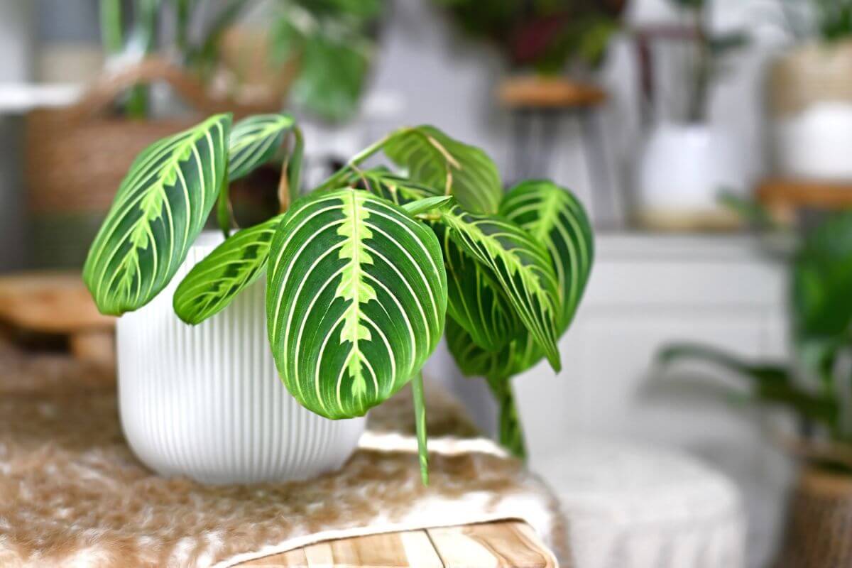 A vibrant prayer plant, with distinct green leaves featuring dark green to purple markings and light green veins, sits in a white ribbed pot on a wooden surface indoors.