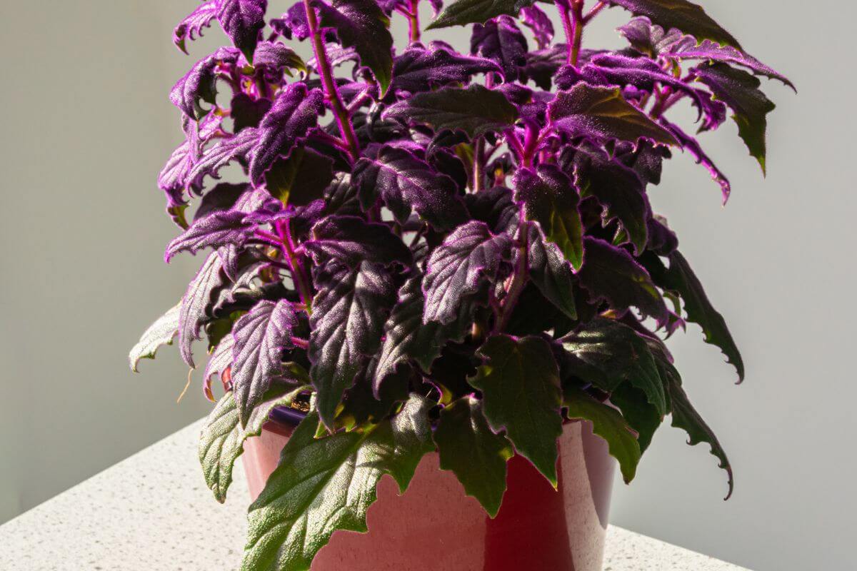 A purple passion plant with striking purple and green leaves sits on a light-colored countertop.