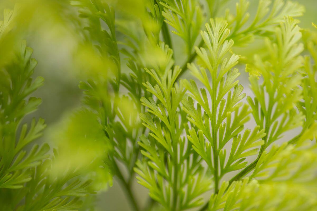 Close-up image of bright green rabbit's foot fern leaves, with fine, delicate fronds extending outward in soft focus.