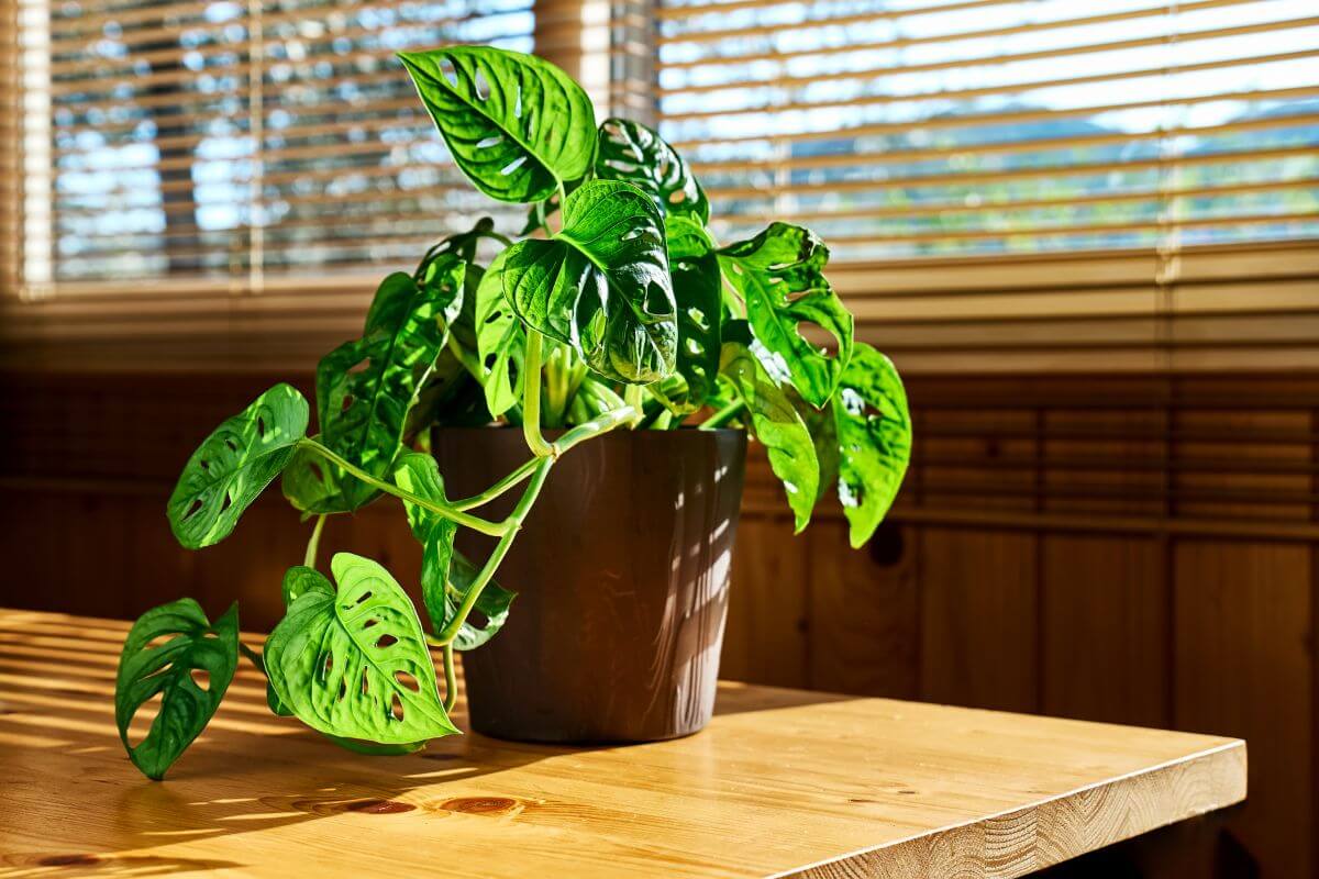 A Swiss cheese plant with vibrant green leaves sits in a brown pot on a wooden table.