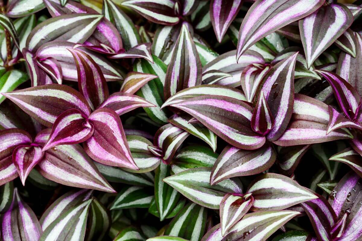 Close-up photograph of a group of wandering jew plants, displaying their distinctive striped leaves with shades of purple, silver, and green.