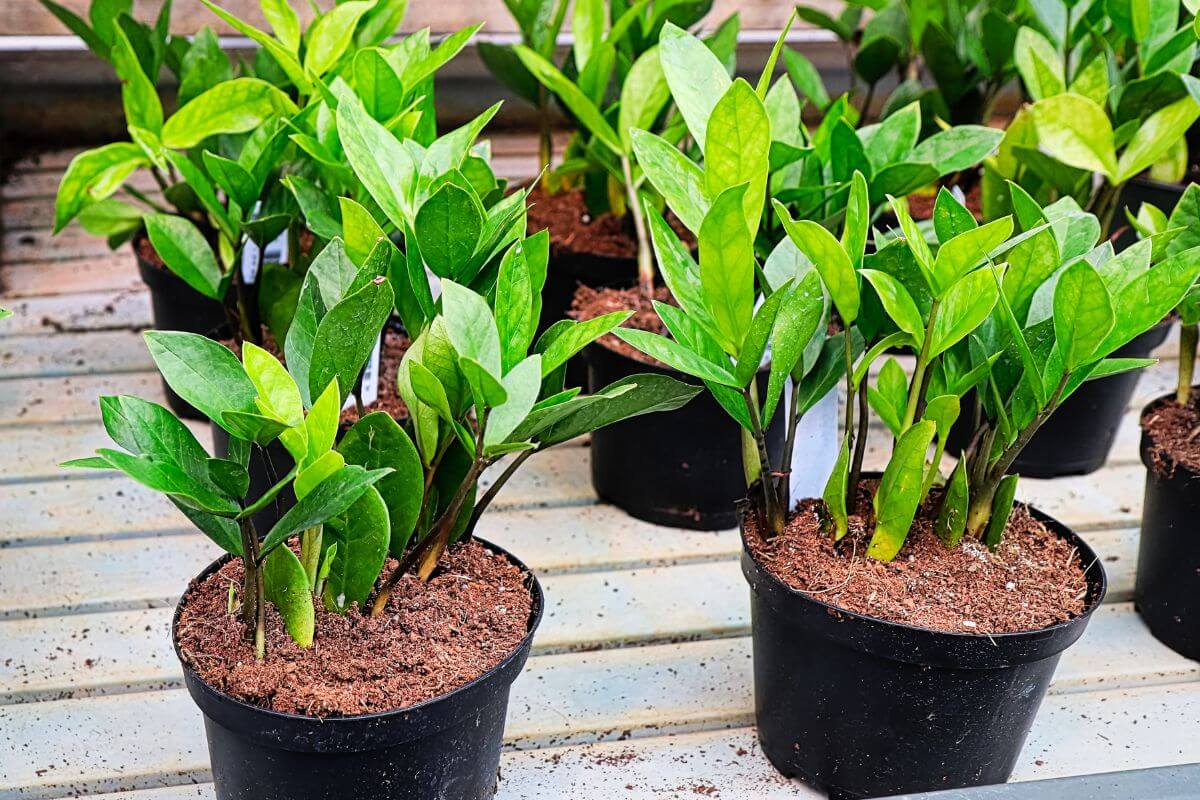 Several potted ZZ plants with healthy, vibrant leaves placed on a wooden surface.