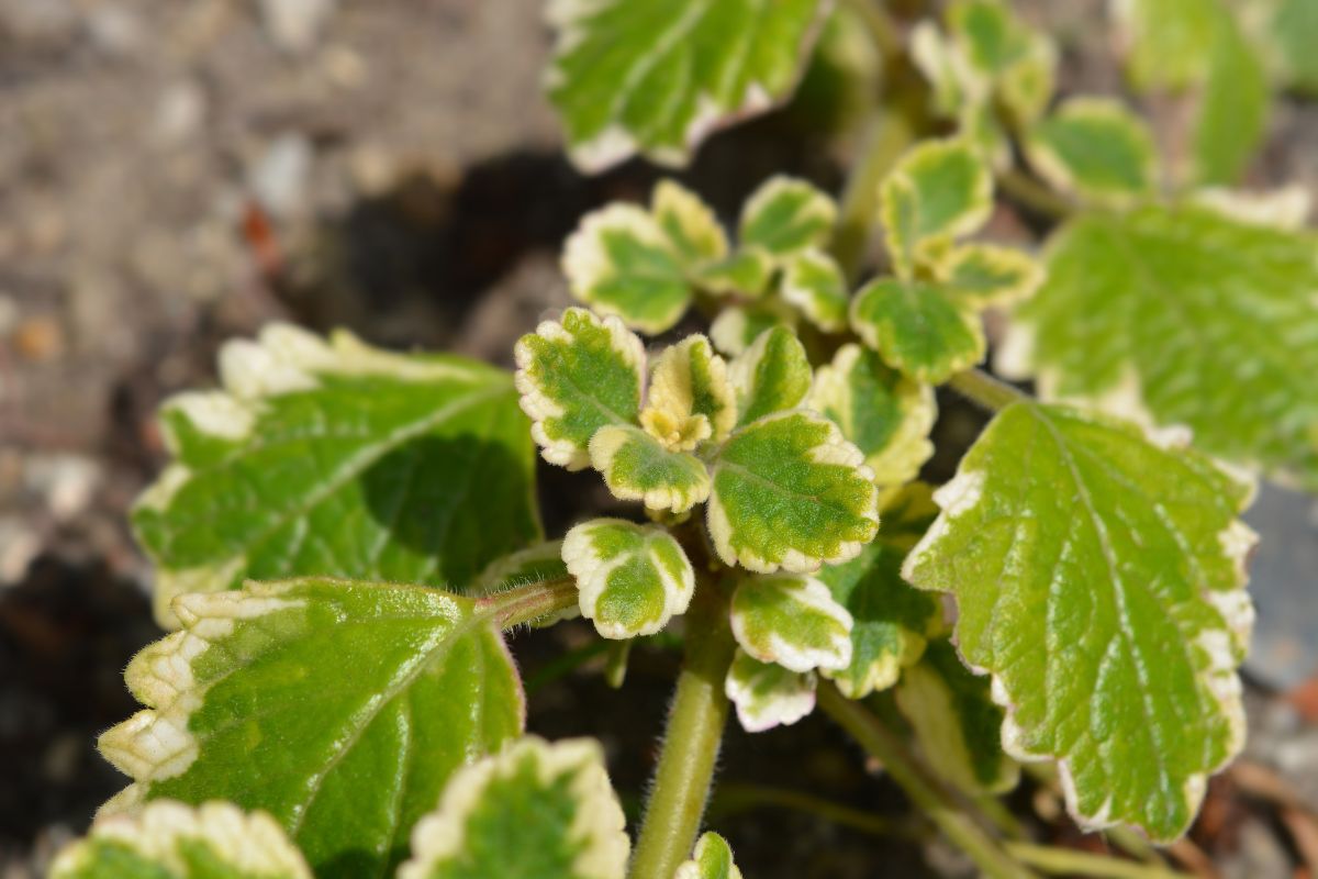 A Swedish Ivy plant with green leaves that have yellow-tinged edges, set against a blurred brown soil background. 