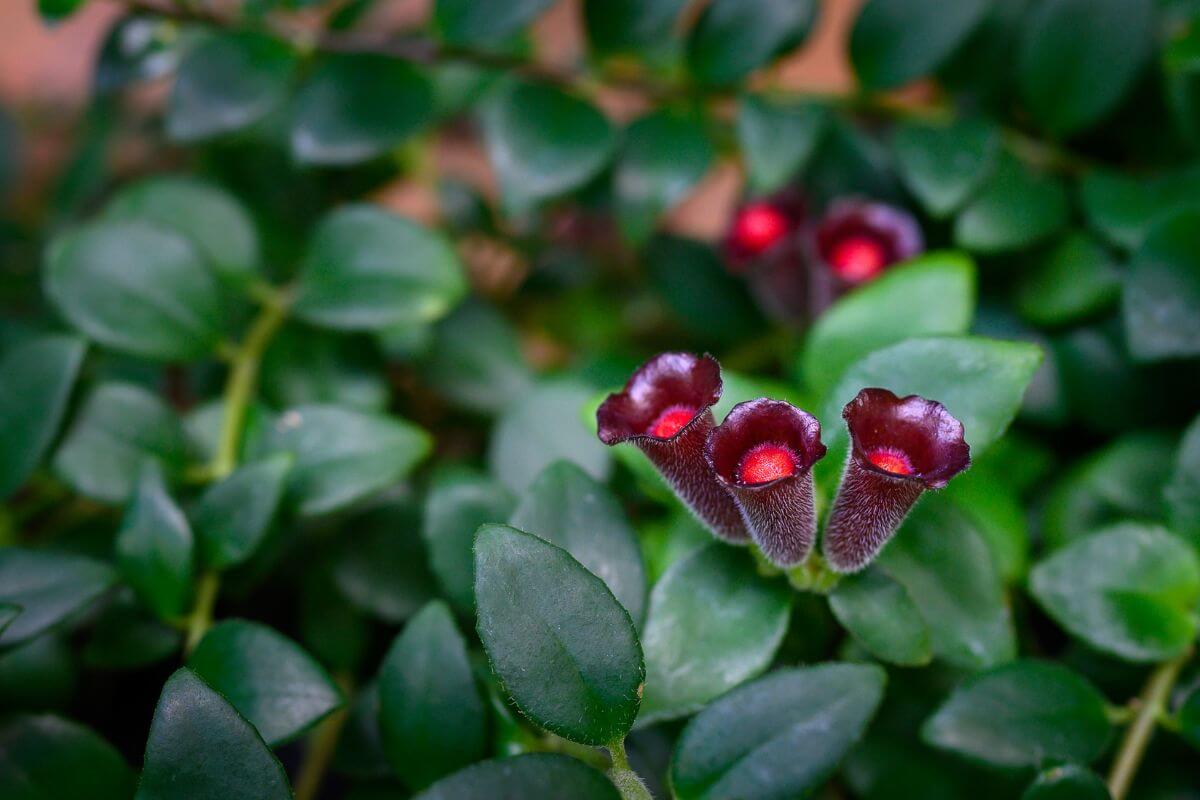 A close-up of a tropical lipstick plant featuring three tubular, dark burgundy flowers emerging from a bed of glossy green leaves.