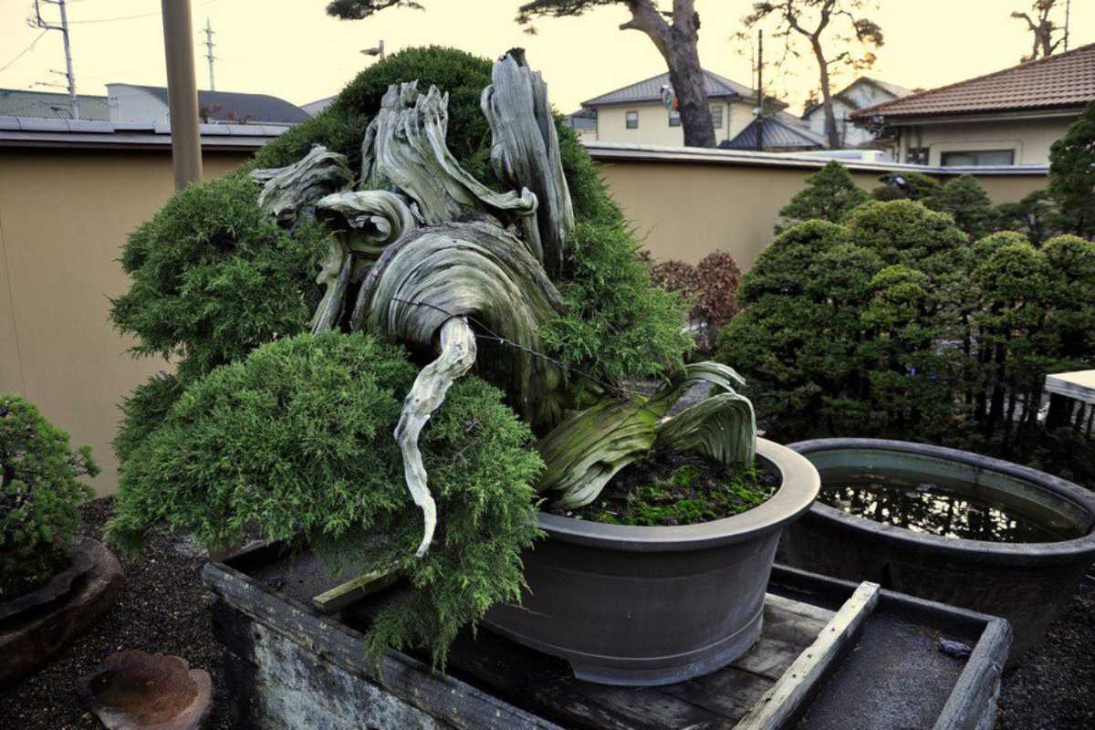 Mansei-en Juniper Bonsai Tree with intricate twisted trunks and lush green foliage is displayed in a large round pot, one of the oldest bonsai trees you'll ever see. 