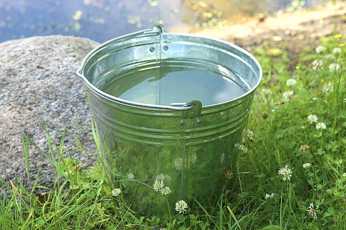 A metallic bucket filled with water sits on green grass near blooming white clover flowers.