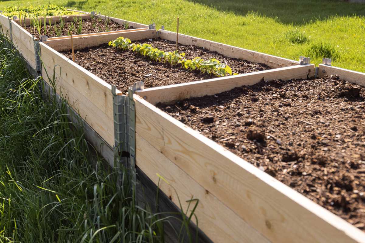 Wooden raised garden beds with young plants sprouting in some sections and freshly tilled soil in others. 