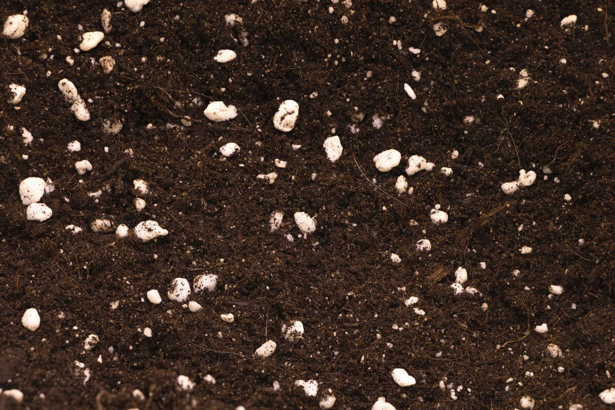 Close-up of dark brown soil mixed with small white perlite particles, the ideal soil for Mexican Birds of Paradise. 
