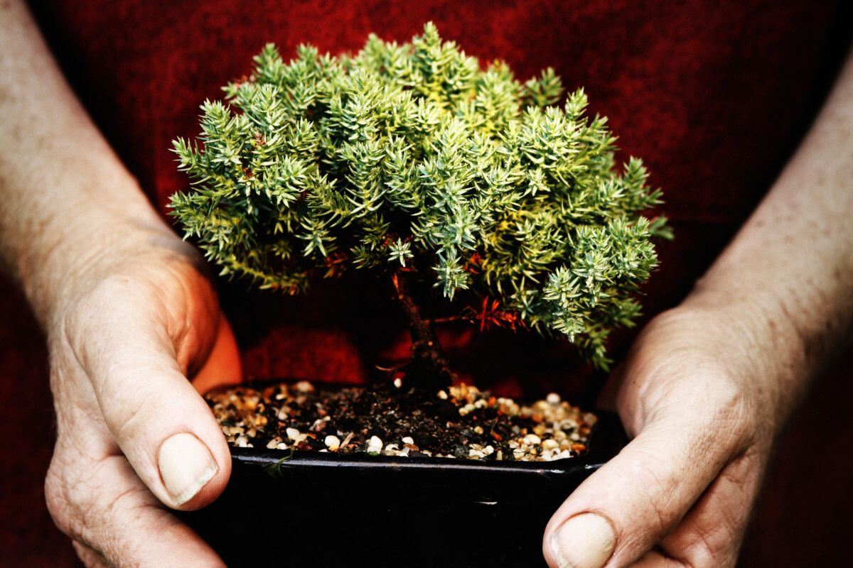 Hands gently holding a small bonsai tree in a pot, with a blurred background.