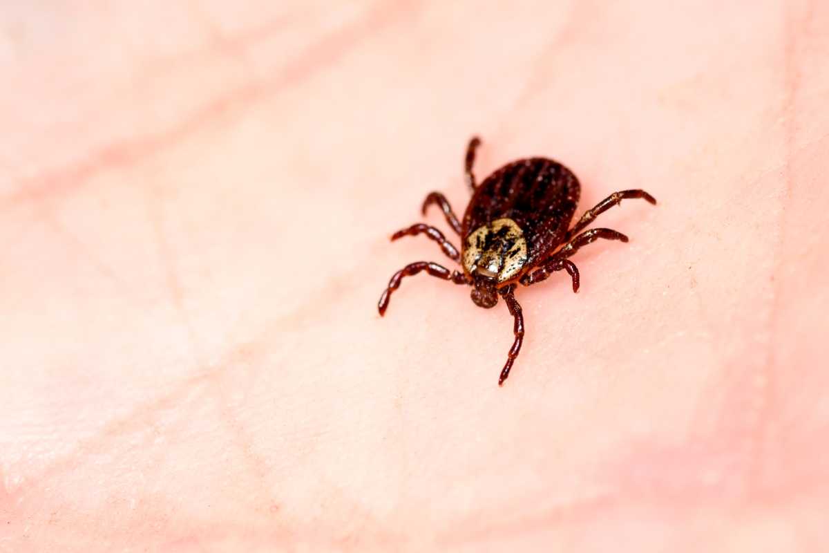 A small, dark brown tick, with a lighter pattern on its back, resting on a person's skin.