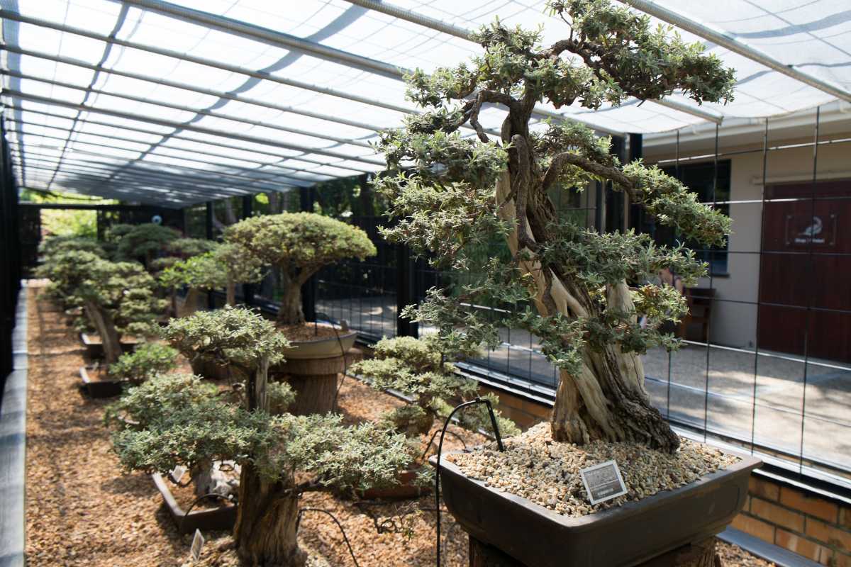 A bonsai museum filled with various bonsai trees, showcasing different styles and sizes. The trees are neatly arranged in pots on gravel-covered ground. 