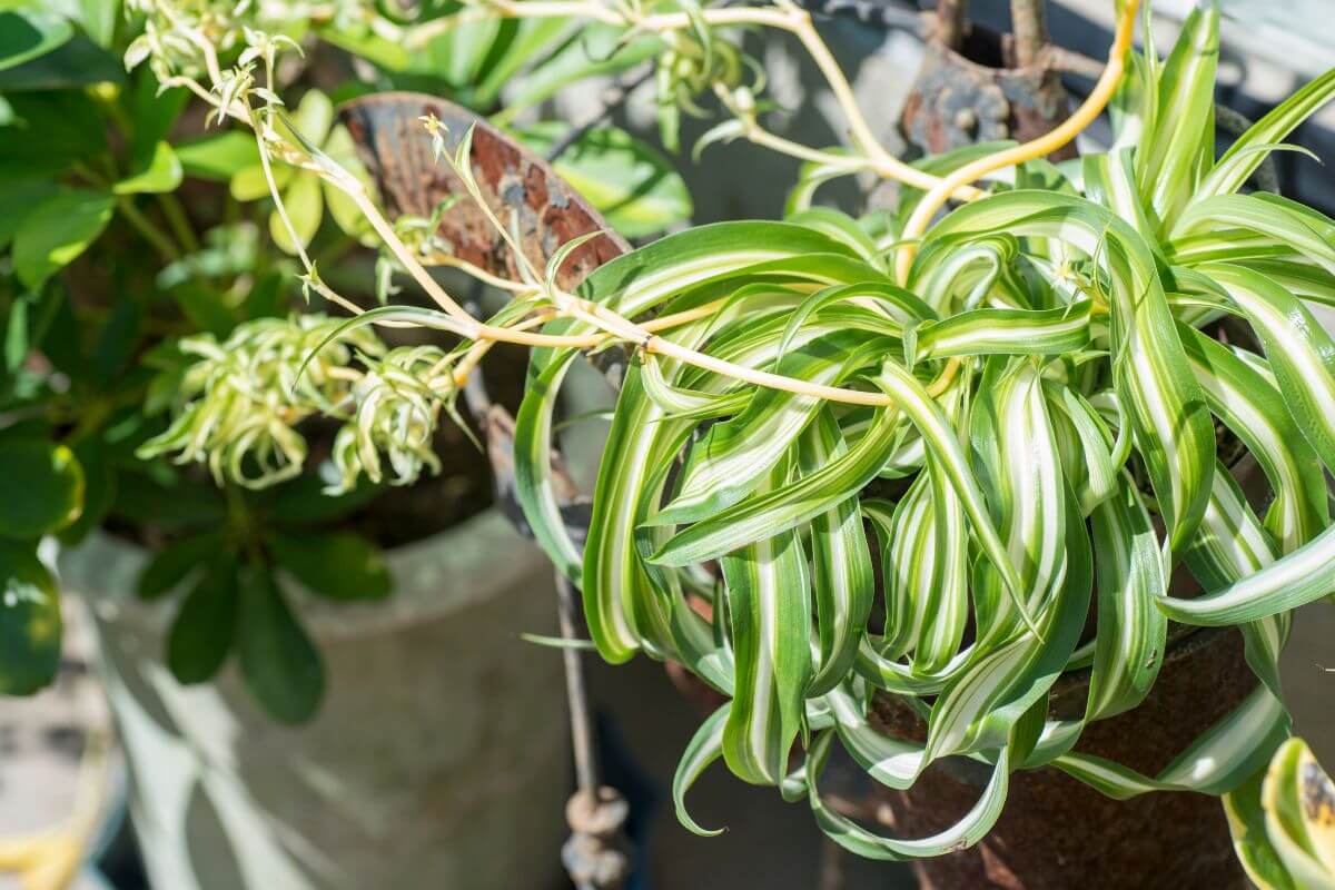 Variegated spider plant varieties with long, green and white striped leaves hang over the edge of a container.