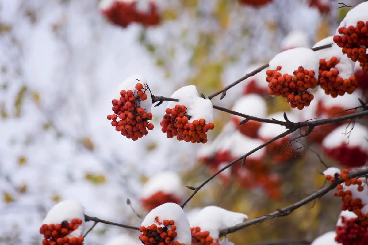 Red edible berries covered in snow hang from the branches of a Mountain Ash tree.