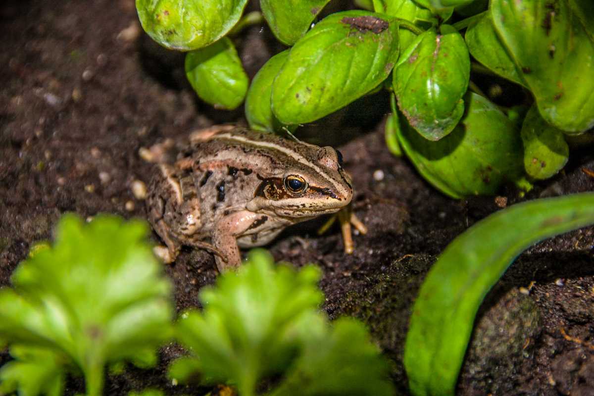 A small brown frog with dark stripes and spots blends into the soil among green basil and parsley plants in a garden. The frog's eye is prominent, and its textured skin provides effective camouflage in the earthy environment, serving as an excellent form of organic pest control.