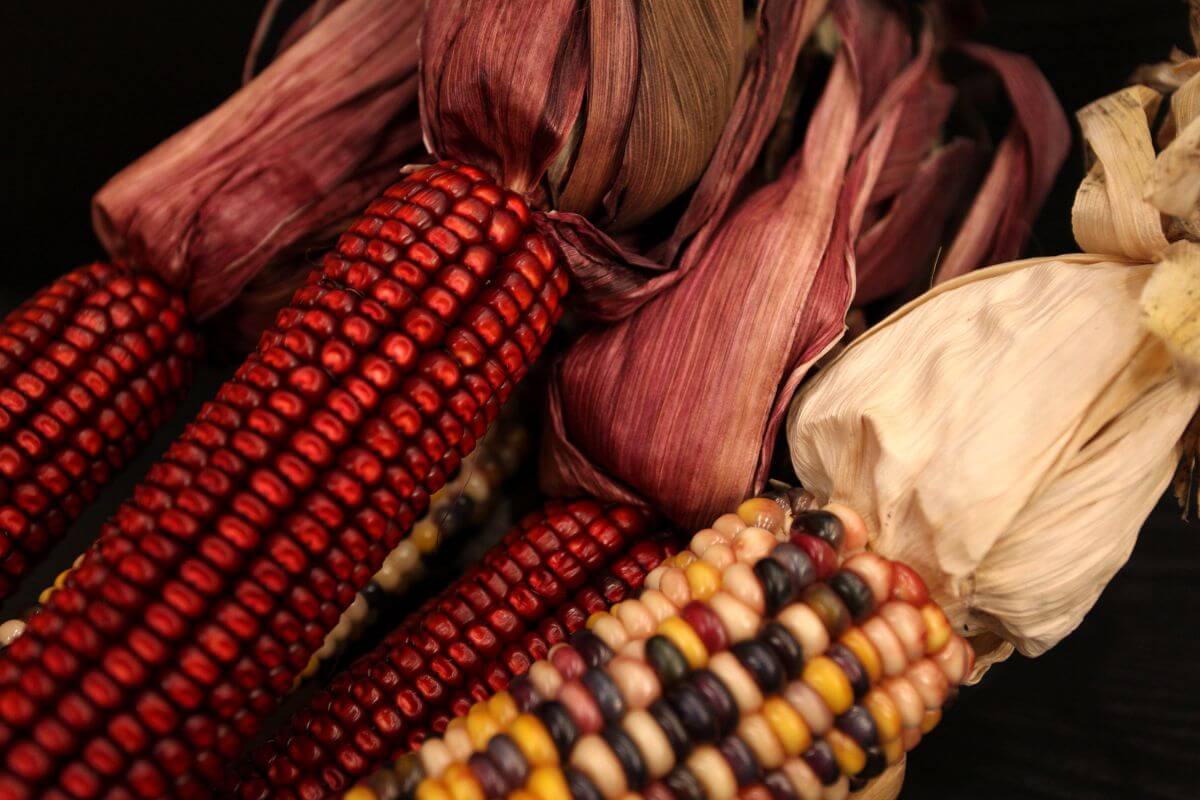 The close-up image displays dried, open-pollinated Bloody Butcher corn on the cob, featuring red and multicolored kernels with dried purple and beige husks against a dark backdrop.