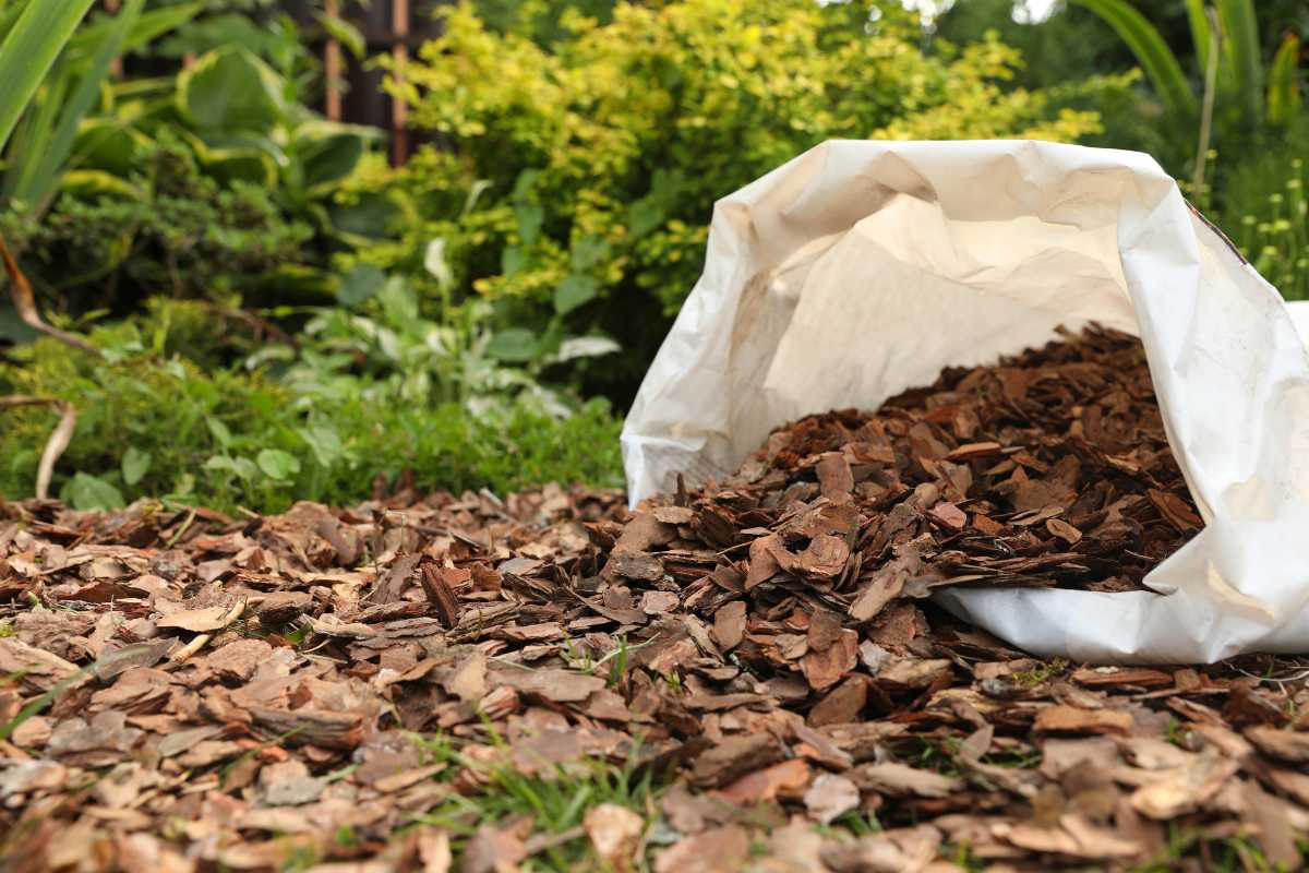 A bag of wood chips is tipped over, spilling its contents onto the ground in a garden. 